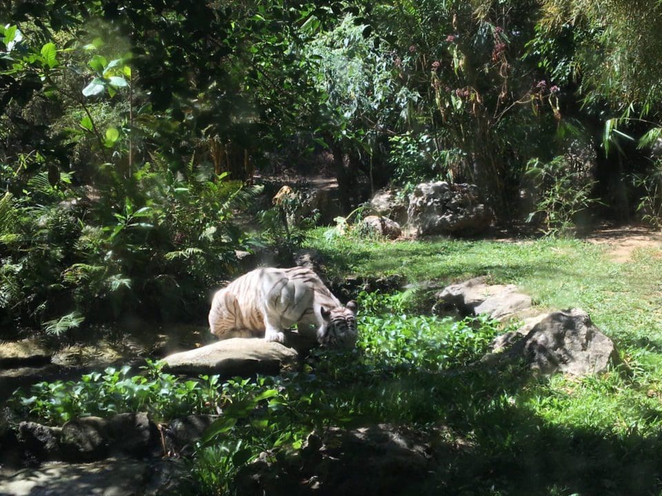 Safari Park Cebu