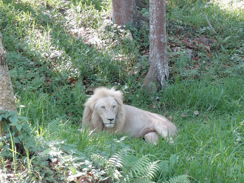 Cebu Safari & Adventure Park, White Lion